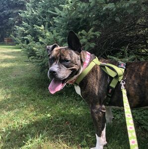 Team Page: Ladybug's Legion